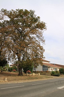 Bourg de Laurède