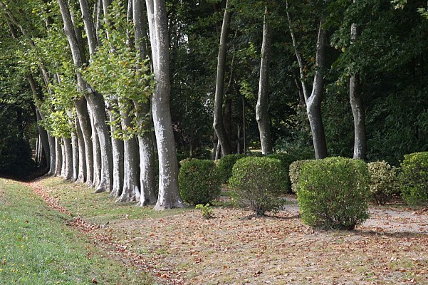 Allée de platanes