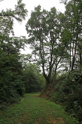 Bois de Nerbis