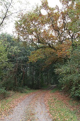 Chênaie alluviale
