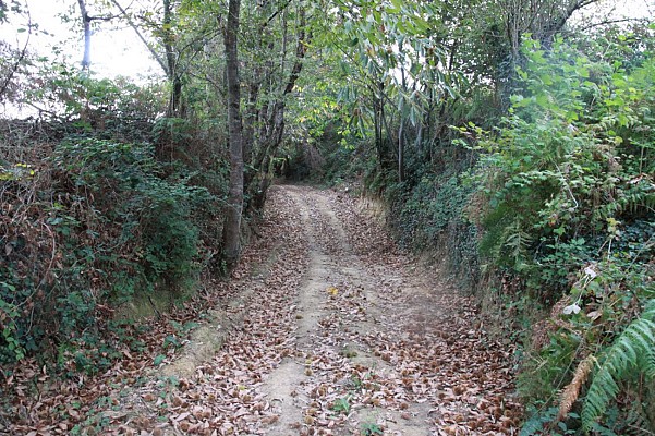 Sentier boisé à Lacrouzade