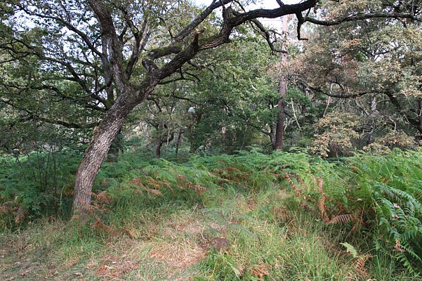 Sous-bois à Bergouey