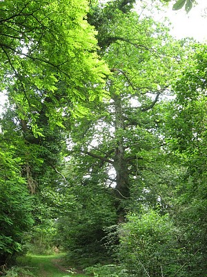 Châtaignier