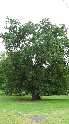 Chêne centenaire
