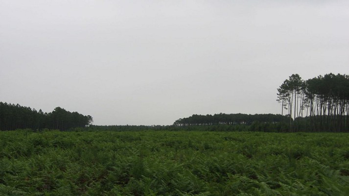 Clairière
