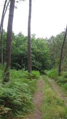 Sentier forestier