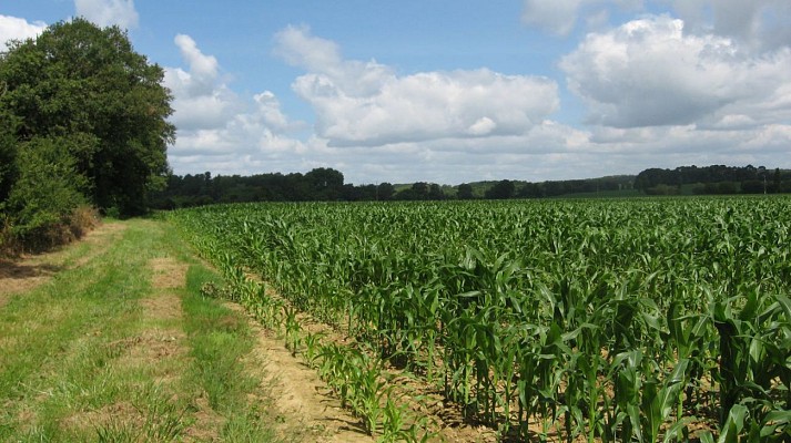 Plaine alluviale