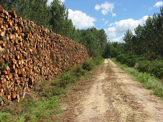 Bois issus du débardage