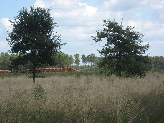 Molinie
