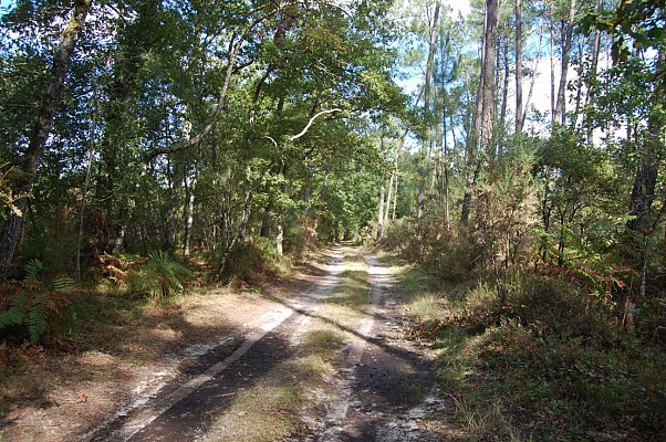 Chemin forestier