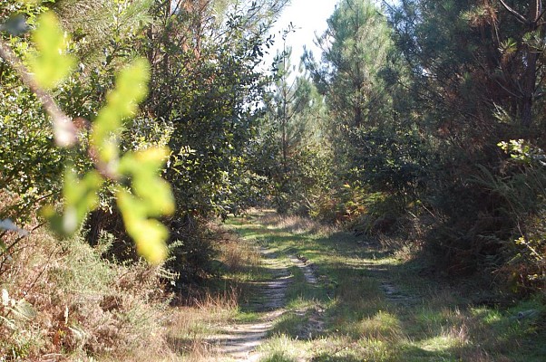 Chemin forestier