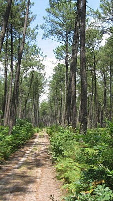 Pinède