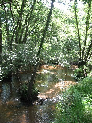 Forêt galerie du Bez