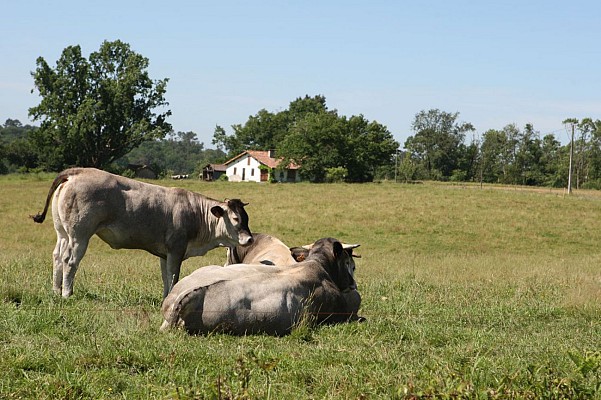 Troupeaux
