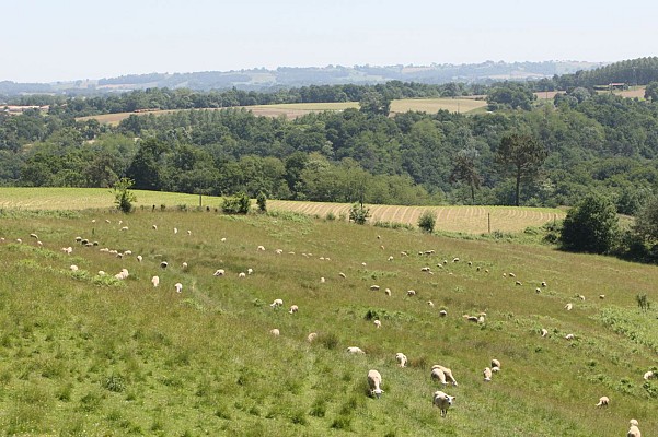 Paysage chalossais
