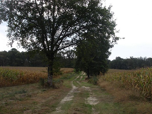 Chemin