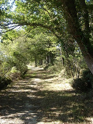 Chemin à Caluchet