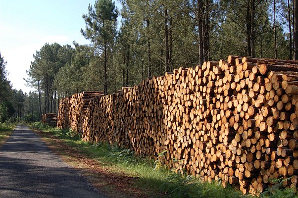 Chemin forestier