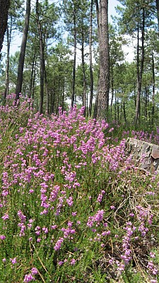 Sous-bois
