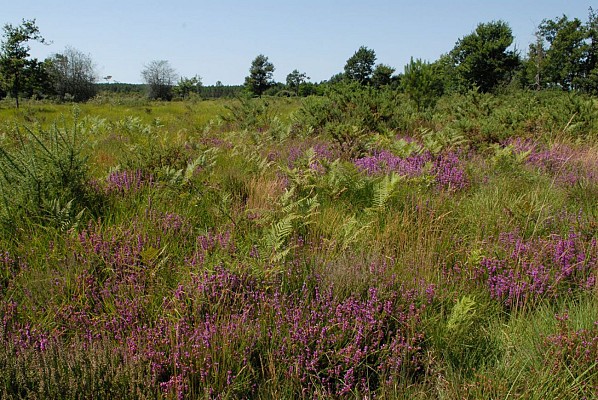 Prairie