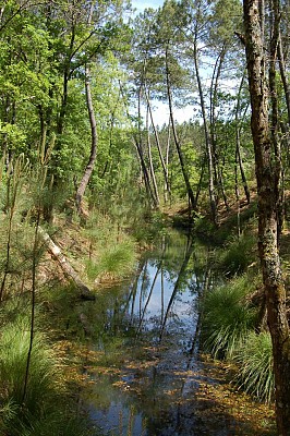Ribarrouy