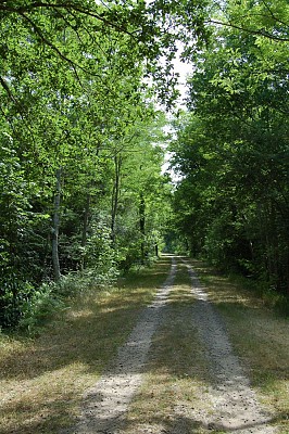 Allée forestière