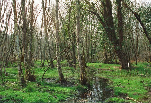 Forêt galerie