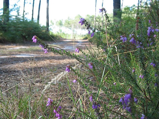 Chemin
