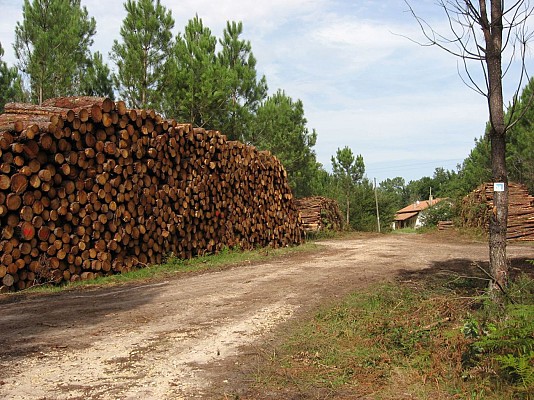 Chemin forestier