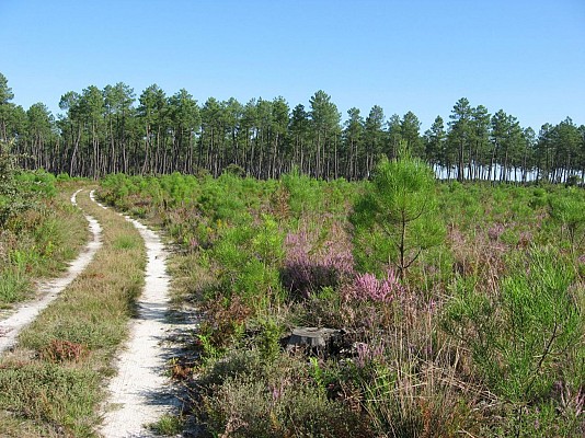 Chemin forestier