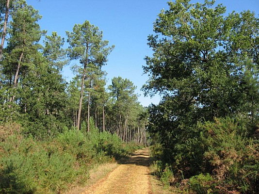 Chemin forestier