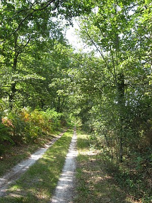Chemin forestier