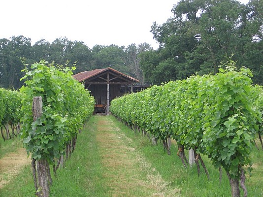A travers les vignes