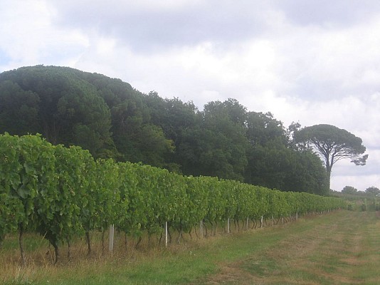 Vignes