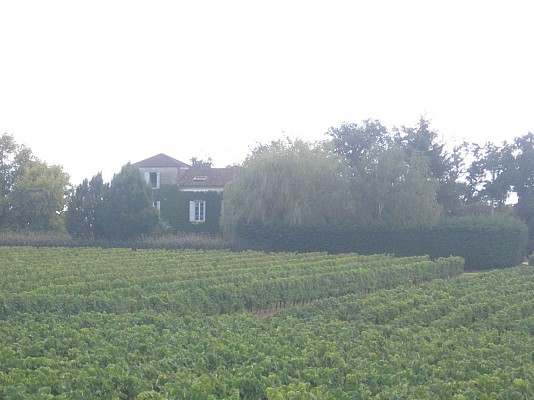Vignoble