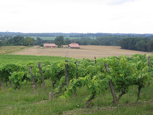 Vignobles