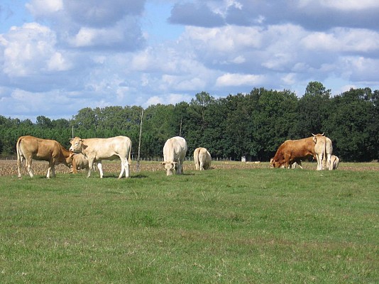 Prairies pâturées