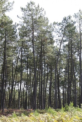 Pinèdes