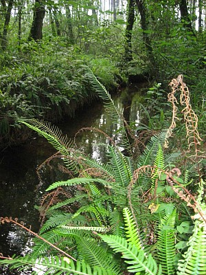 Ruisseau de Labaout