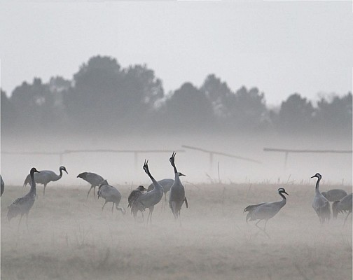 Grues cendrées