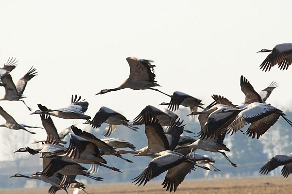 Grues cendrées