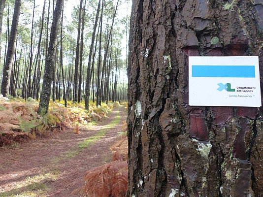 Forêt