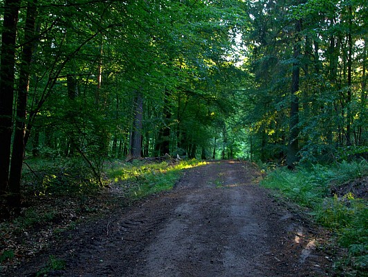 Chemin forestier de la Karlsbrunn Wald