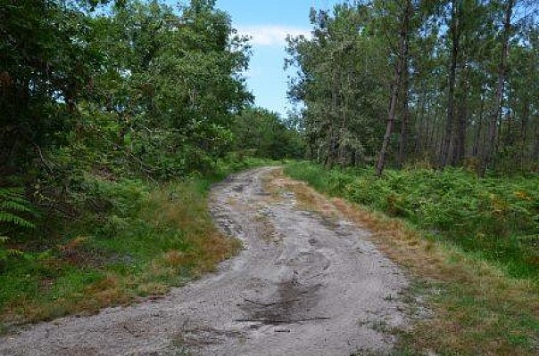 Houeillès, balade en forêt 