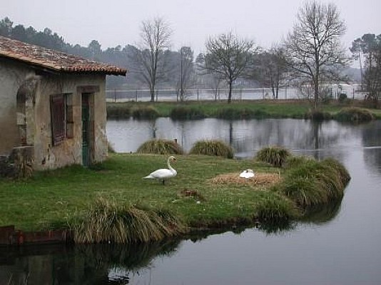 Casteljaloux, au pays des Cadets de Gascogne