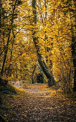La Vallée de la Vanne - Saint-Denis-le-Vêtu
