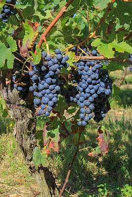 ITIAQU047FS000C7_Buzet-7