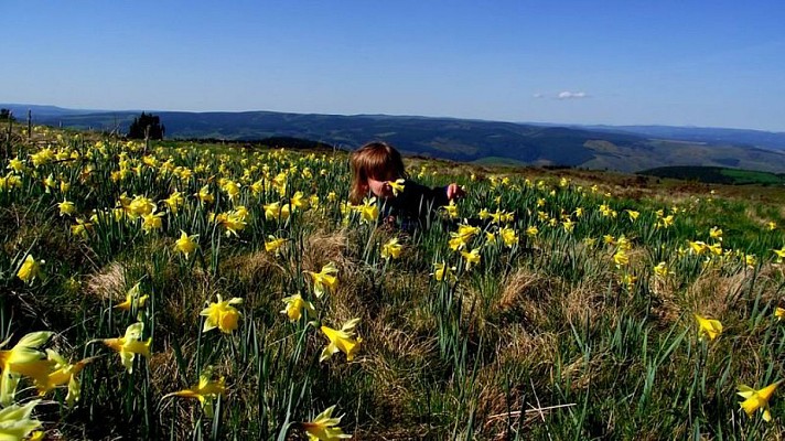 Jonquilles sur le Mont Lozère