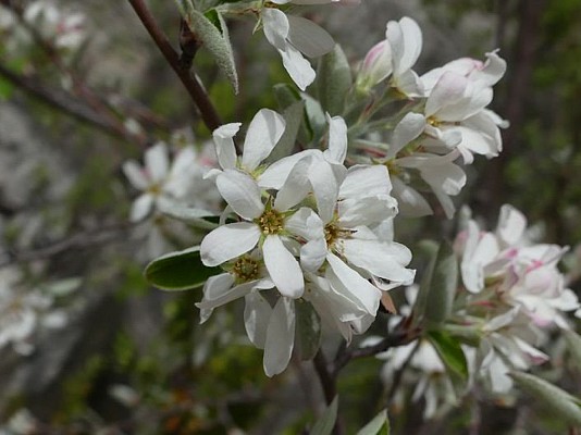 L'amelanchier