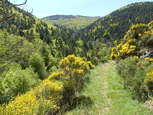 Bois de Ferrusac